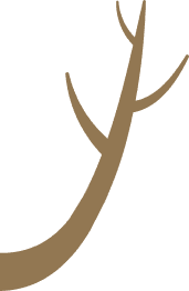 Tree Branch Illustration